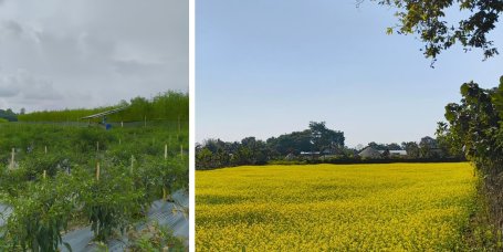 Chilli, jute and mustard plantations in Bodoland