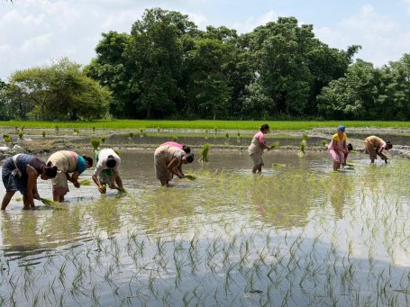 women-involved-in-paddy-transplantation-in-chirang