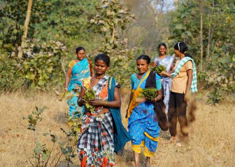 Women returning after collecting tendu leaves from forest