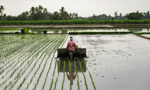 A farmer harvests crops. Sustainable agriculture can help build a sustainable food systems that are good for people, nature and climate.