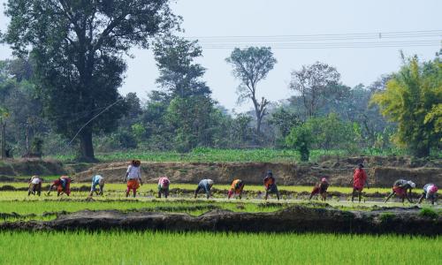 Group of farmers working in a paddy field.