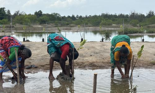Women engaged in mangrove plantation.jpeg