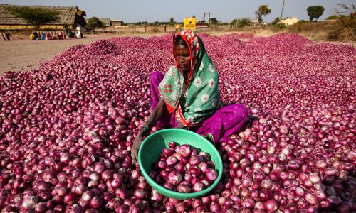 Onions in a farm