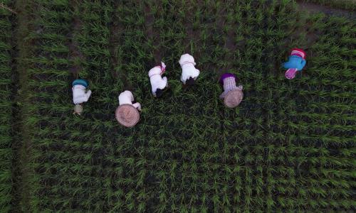Women farmers