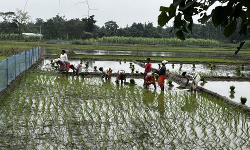 Farmers plant paddy in bodoland