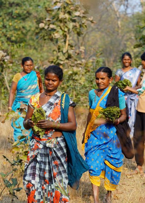 Women returning after collecting tendu leaves from forest