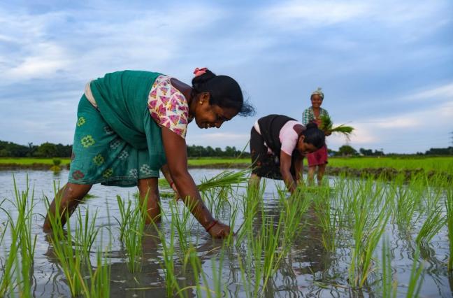 Women farmers planting rice saplings at a paddy field in Baghmara village in Baksa district of Assam. Photo by Shutterstock.