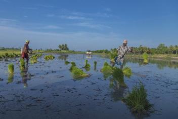 Rice farmers in India's Tiruvannamalai District. Photo by R.Amudha HariHaran/Flickr