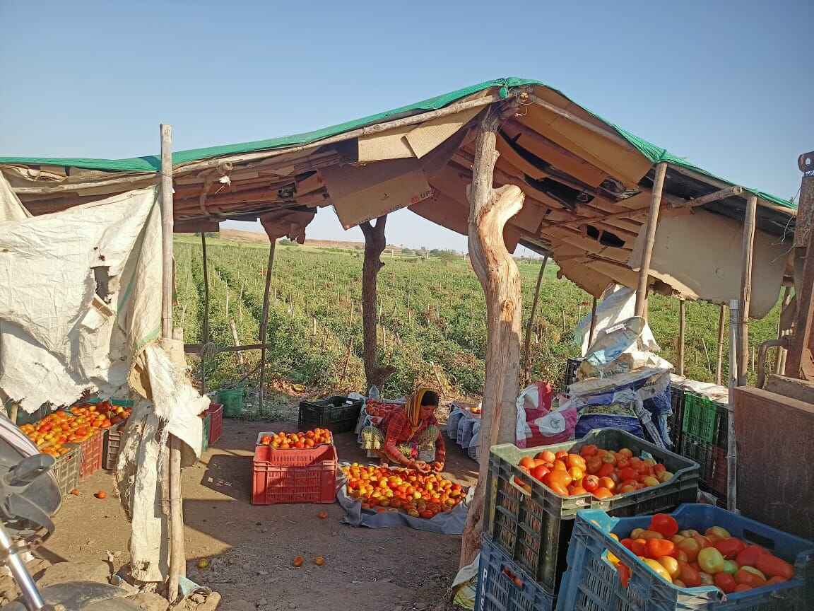 A woman carefully sorts and grades freshly harvested tomatoes near the field in Jhabua district of Madhya Pradesh. Photo by Centre for Advanced Research and Development (CARD).