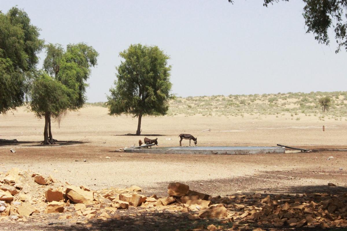 Donkeys quenching their thirst with water from a trough in Kisangarh.