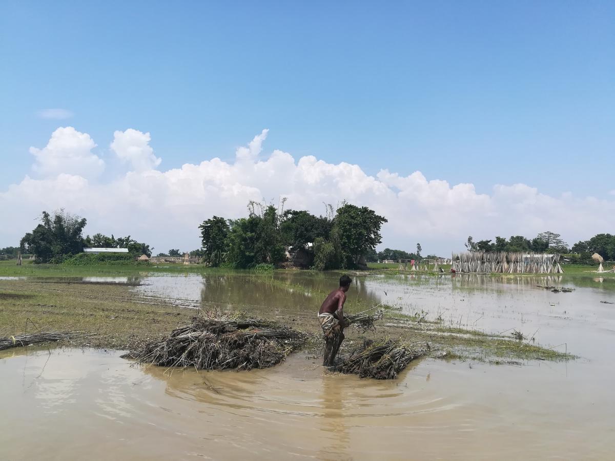 Farmer harvesting reeds