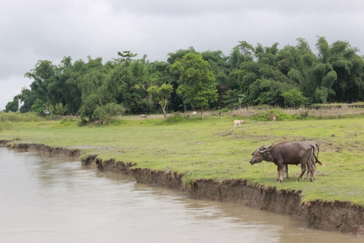 A pair of buffaloes watch as the char land washes away